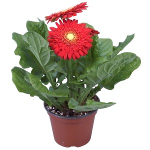 Rote Gerbera im Topf (ca. 12 cm Ø) als dekorative Blühpflanze.