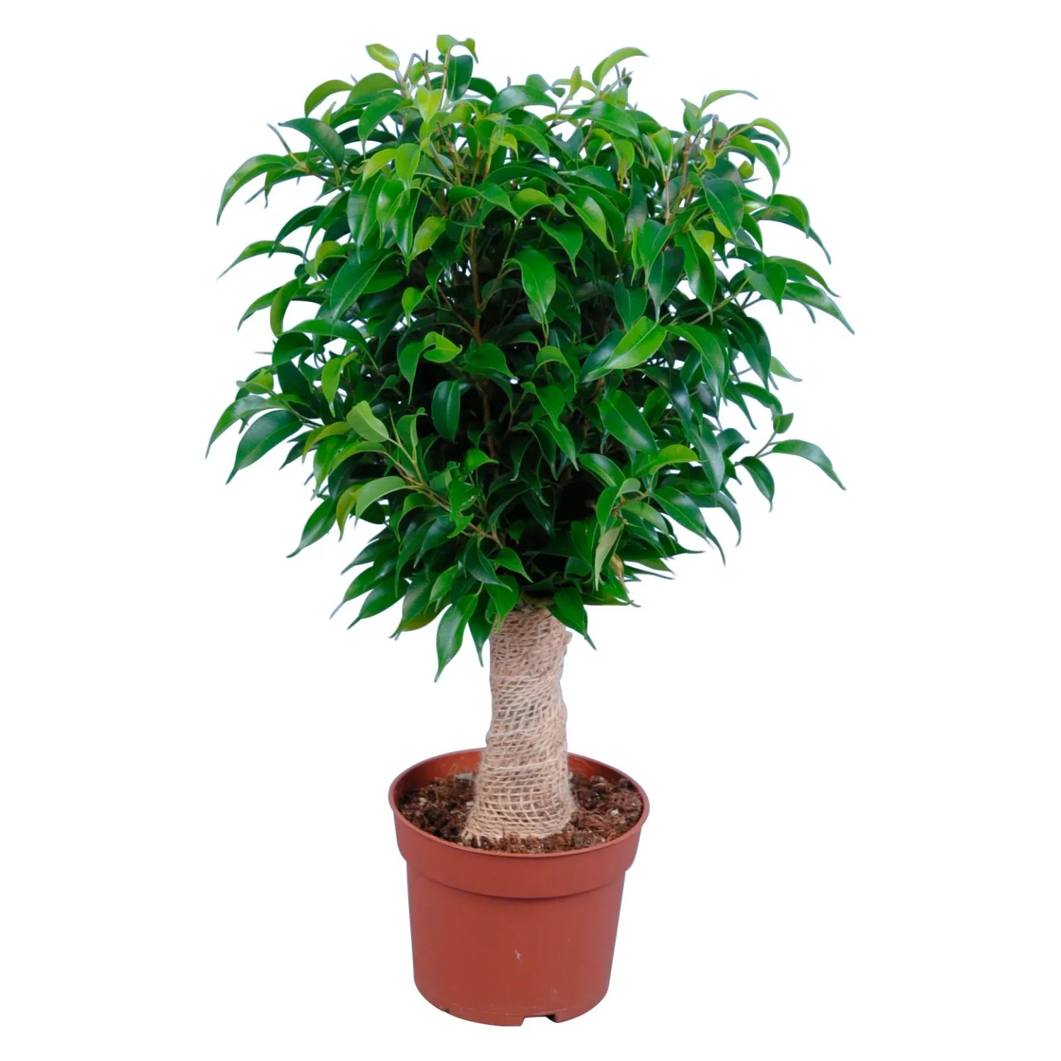 GROW by OBI Birkenfeige Jutestamm Topf  ca. 12 cm Ficus Benjamin kaufen  bei OBI