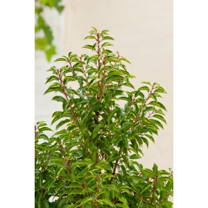 Portugiesischer Kirschlorbeer Angustifolia im Topf, grüne Blätter und rote Stiele.