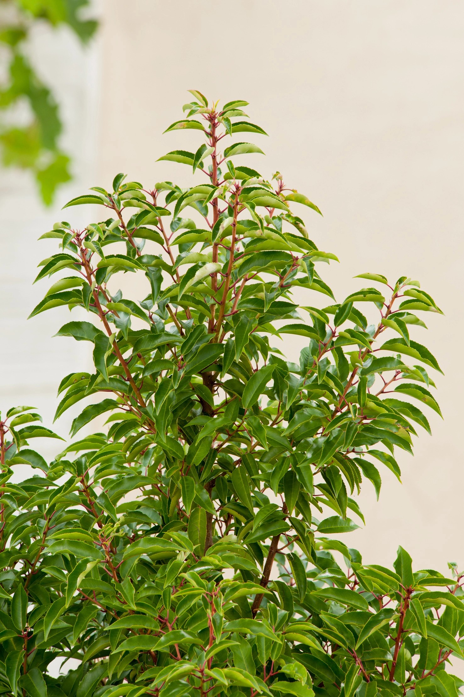 OBI Portugiesischer Kirschlorbeer "Angustifolia" Höhe ca.40 cm Topf ca