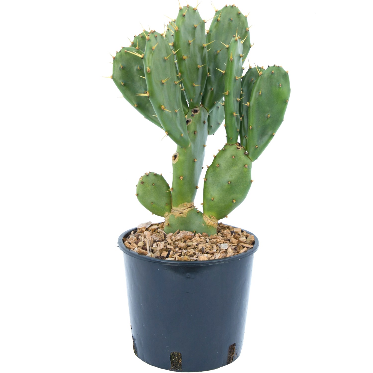 GROW by OBI Opuntie Höhe ca. 15 20 cm Topf ca. 3 l Opuntia ficus