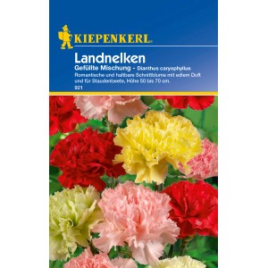 Kiepenkerl Landnelken, gefüllte Mischung in verschiedenen Farben. Blumensamen für farbenfrohe Blumenbeete.