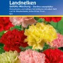 Kiepenkerl Landnelken, gefüllte Mischung in verschiedenen Farben. Blumensamen für farbenfrohe Blumenbeete.