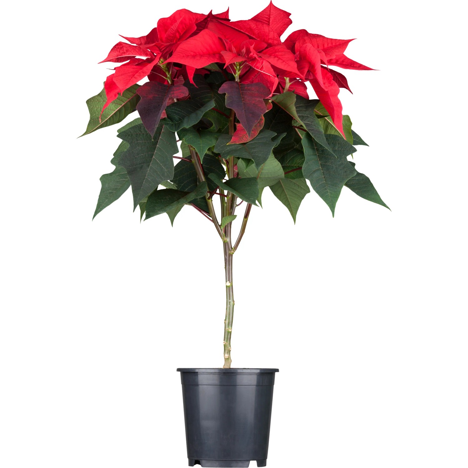 Weihnachtsstern Stamm Rot Topf- ca. 19 cm Euphorbia pulcherrima kaufen bei  OBI