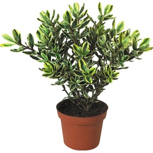 Strauchveronika (Hebe) im Topf, grüne Blätter mit gelbem Rand, ca. 10-20 cm hoch.