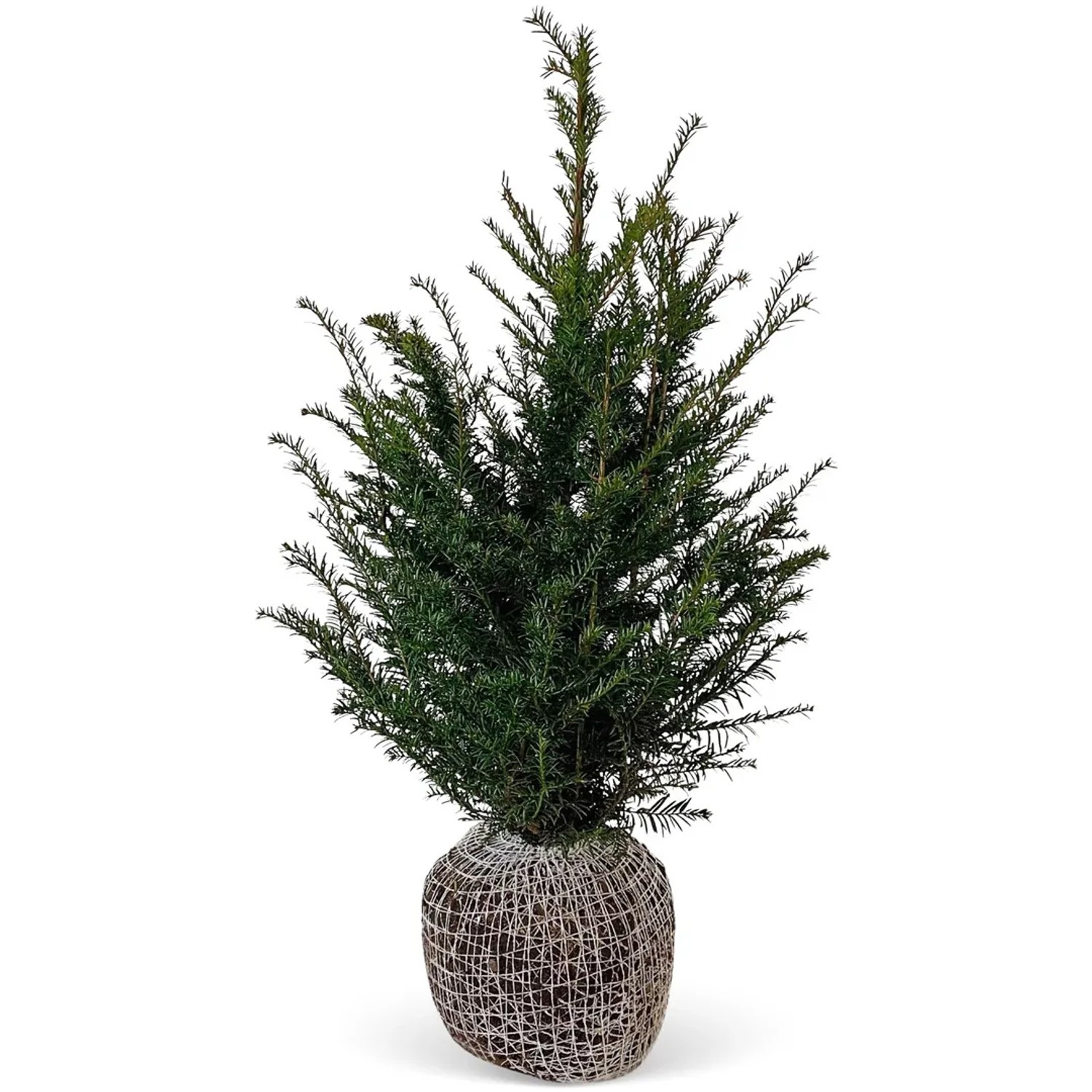 thuja occidentalis yellow ribbon arborvitae Yellow Ribbon Arborvitae main image 0