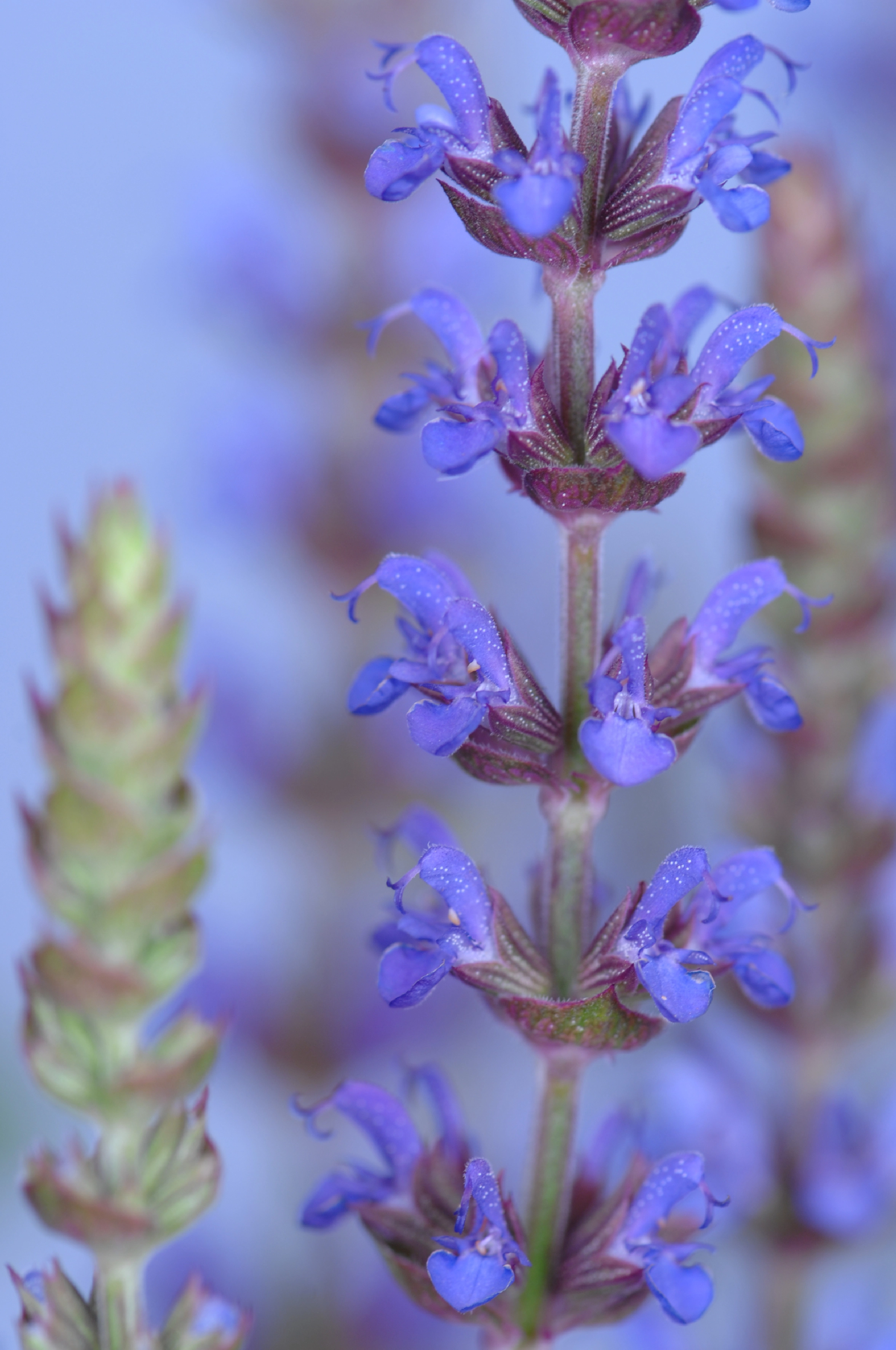 ZierSalbei "Ostfriesland" TopfØ ca. 19 cm Salvia nemerosa kaufen bei OBI