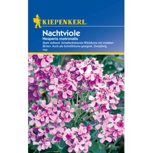 Kiepenkerl Nachtviole Violett: Blühende, violette Duftblume als Blumensamen.