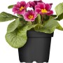 Rosa Kissenprimel im Topf, eine farbenfrohe Frühjahrsbepflanzung für Beet und Balkon.