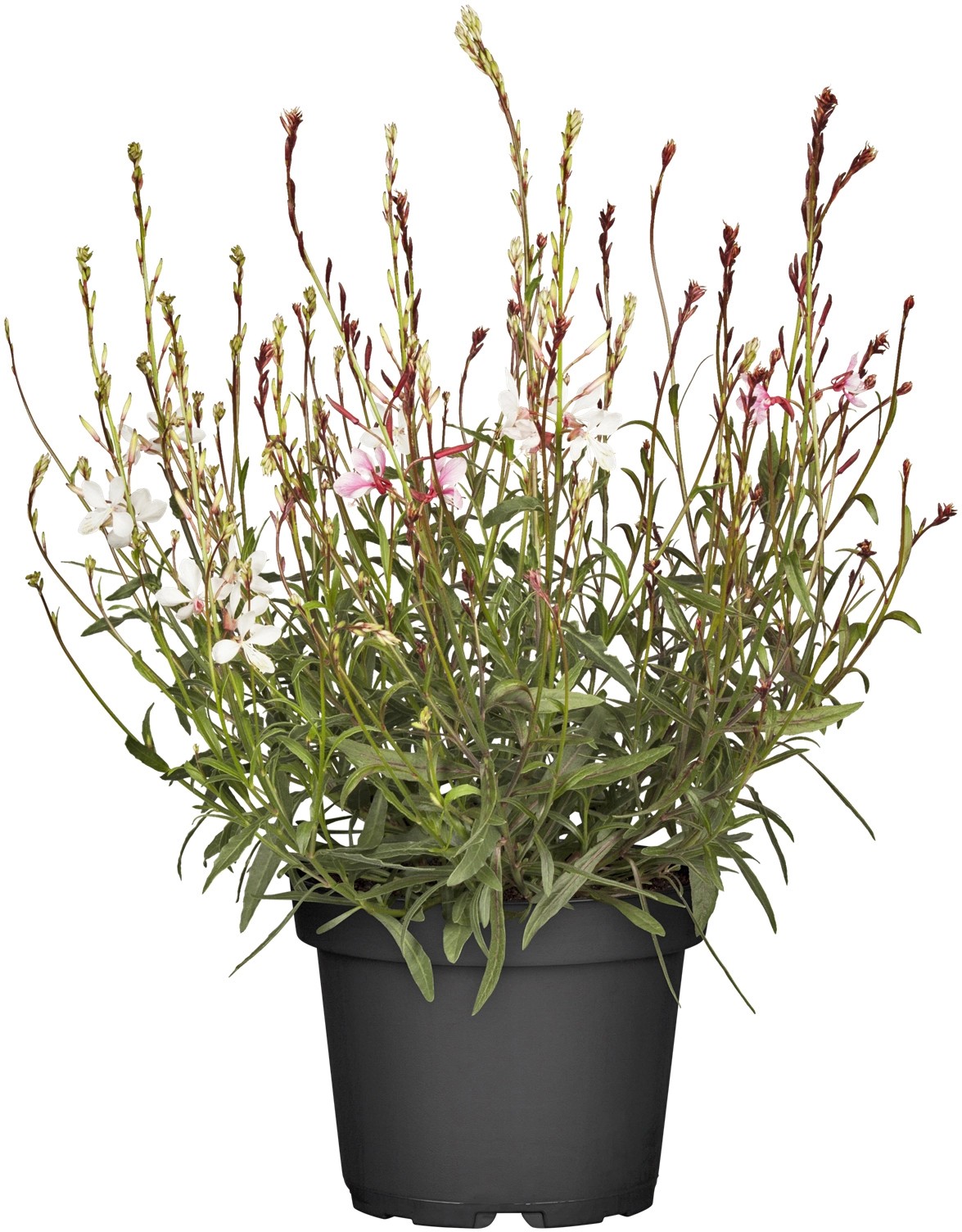 GROW by OBI GartenPrachtkerze TopfØ ca. 13 cm Gaura kaufen bei OBI