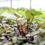 Dennerle Plants Aquariumpflanze Echinodorus Red Chamäleon mit roten und grünen Blättern.