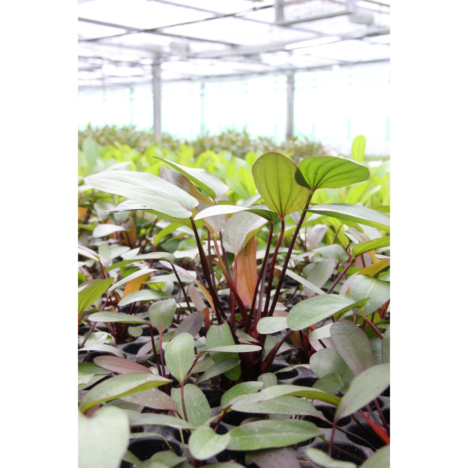Dennerle Plants Aquariumpflanze Echinodorus Red Chamäleon mit roten und grünen Blättern.