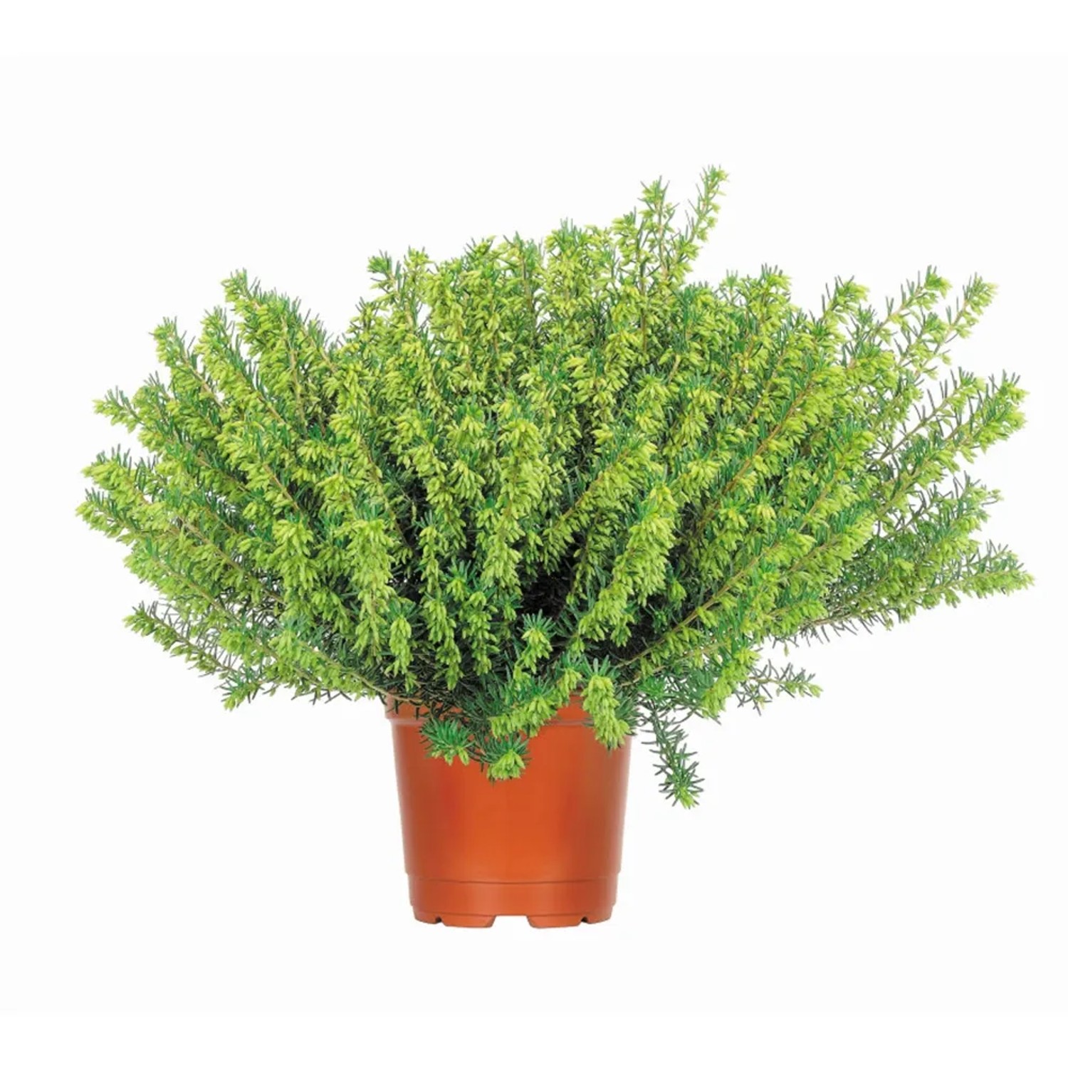 Englische Heide verschiedene Farben Topf- ca. 12 cm Erica kaufen bei OBI