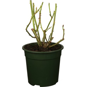 Gelbe Duftrose im Topf, ca. 10-20 cm hoch. Ideal für Beet und Kübel.