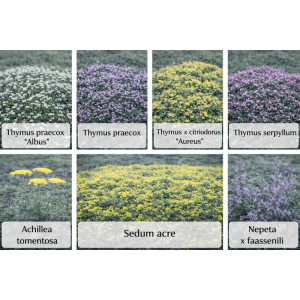 Themenset Duftteppich & Sonnenwiese mit Thymian, Sedum, Schafgarbe und Katzenminze im Topf.