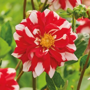 Nahaufnahme einer rot-weißen GROW by OBI Dahlie Fire and Ice Blüte. Kategorie: Blumenzwiebeln.