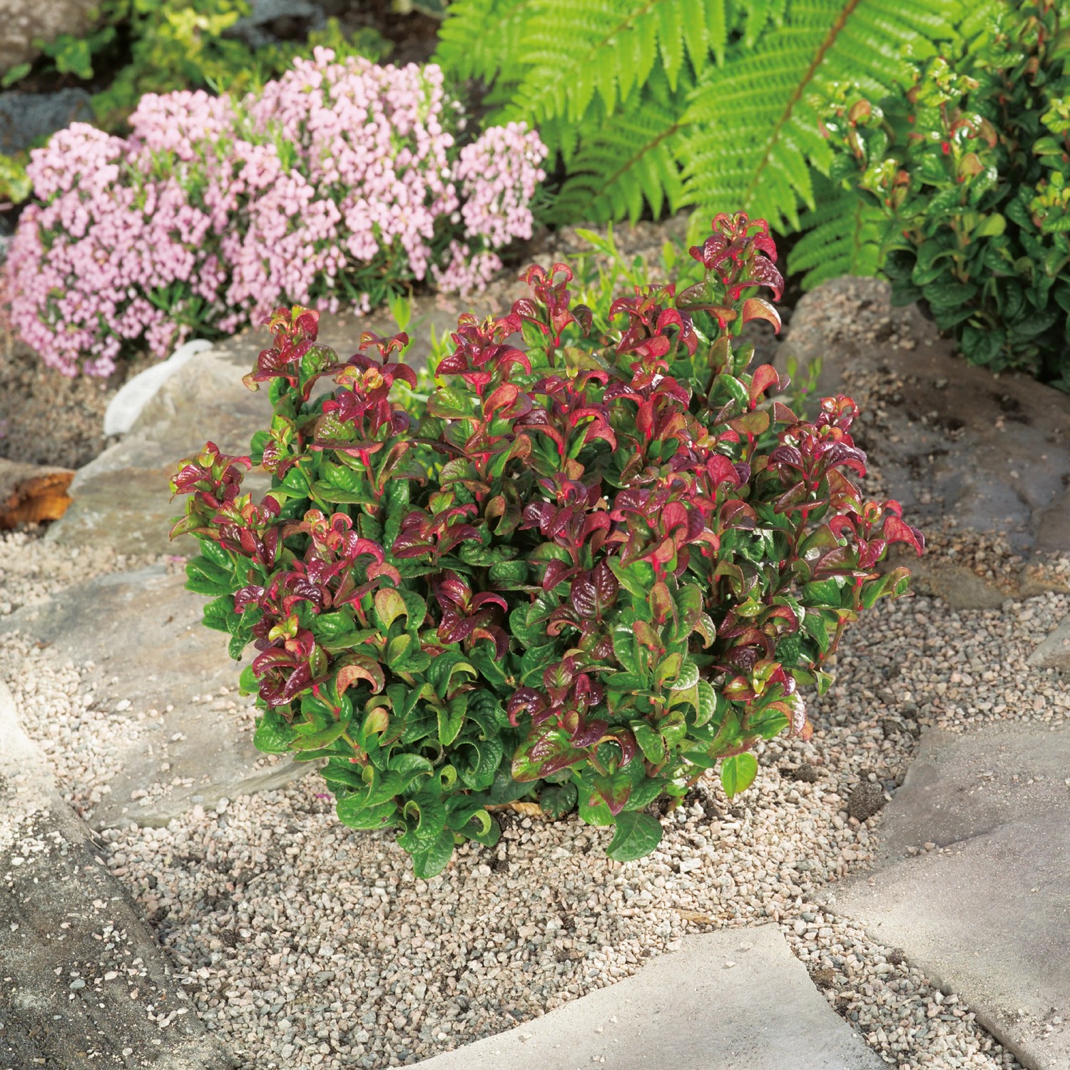 Traubenheide "Curly Red" Höhe ca. 25 cm TopfØ ca. 17 cm Leucothoe