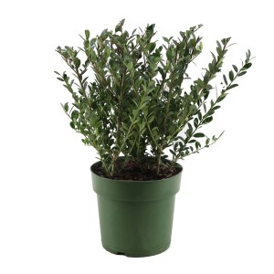 Japanische Stechpalme "Jenny" Höhe ca. 45 cm Topf-Ø ca. 17 cm Ilex crenata