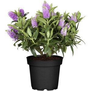 Strauchveronika All Blooms im Topf mit lila Blütenständen und grünen Blättern.