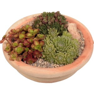 Sempervivum Deko-Schale, bepflanzte Schale für draußen, Topf ca. 23cm Durchmesser.