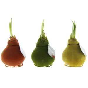 Amaryllis im Wachsmantel "Velvet Touchz" Farbenauswahl