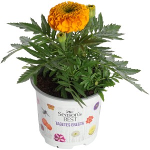Studentenblume Farbmix im Topf, orange Blüte. Tagetes erecta für sonnige Standorte.