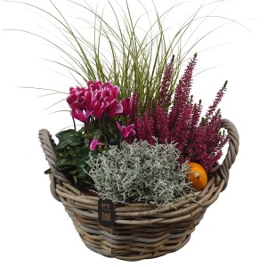 Herbstliches Arrangement im Weidekorb mit Heide, Alpenveilchen, Segge und Stacheldrahtpflanze.