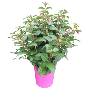 Fuchsie Busch im pinken Topf, ca. 30-50 cm hoch, ideal für Kübelbepflanzung.