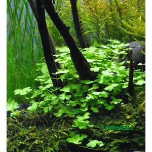 Dennerle Aquariumpflanze Hydrocotyle cf. Tripartita im Aquarium mit Wurzelholz.