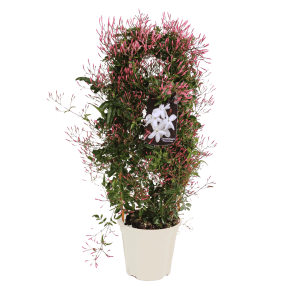 Zimmer-Jasmin am Spalier, ca. 50-60cm hoch im weißen Topf. Jasminum polyanthum mit rosa Knospen.