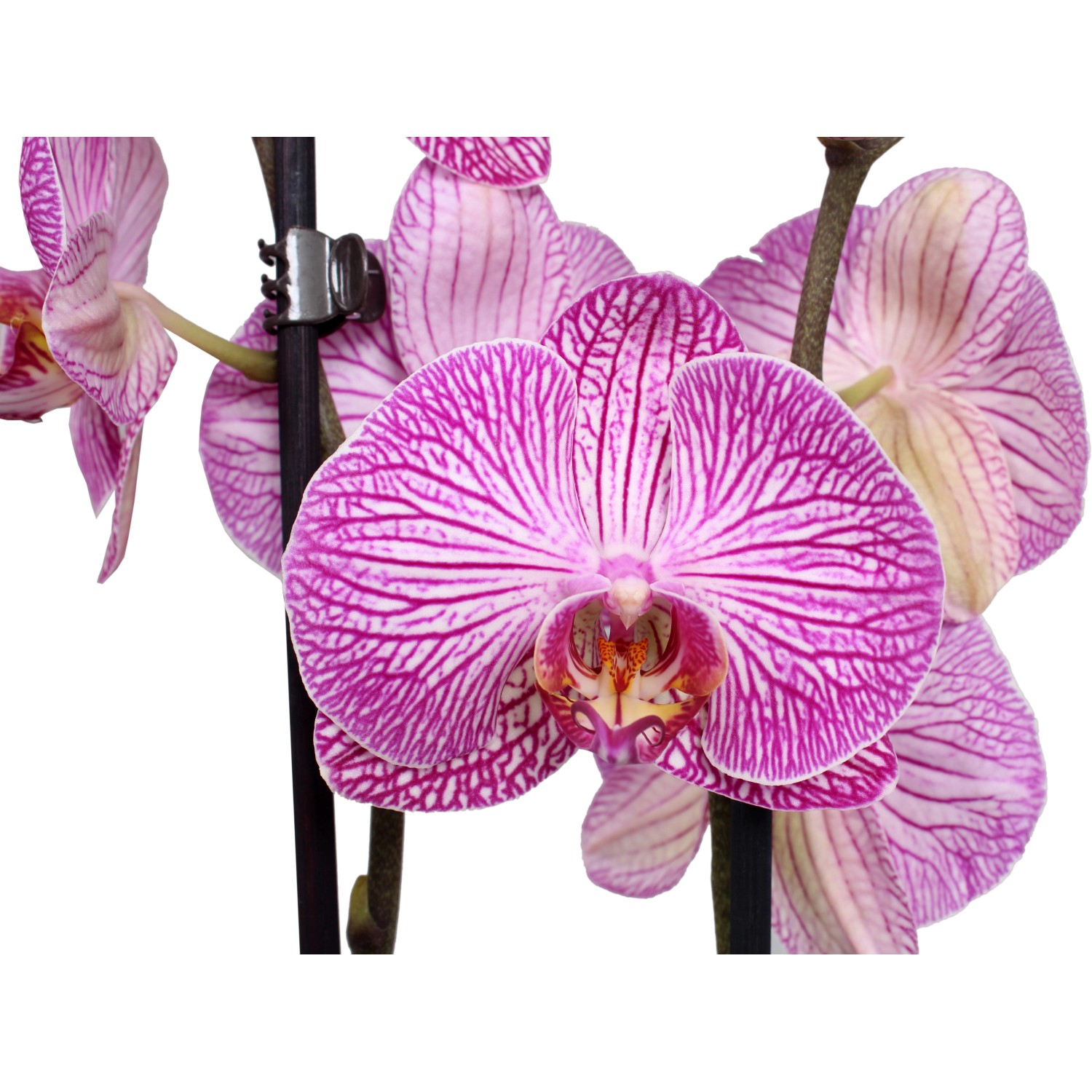 Schmetterlings Orchidee 2 Trieber Rosa Höhe ca 60 70 cm Topf Ø ca 12 cm kaufen bei OBI