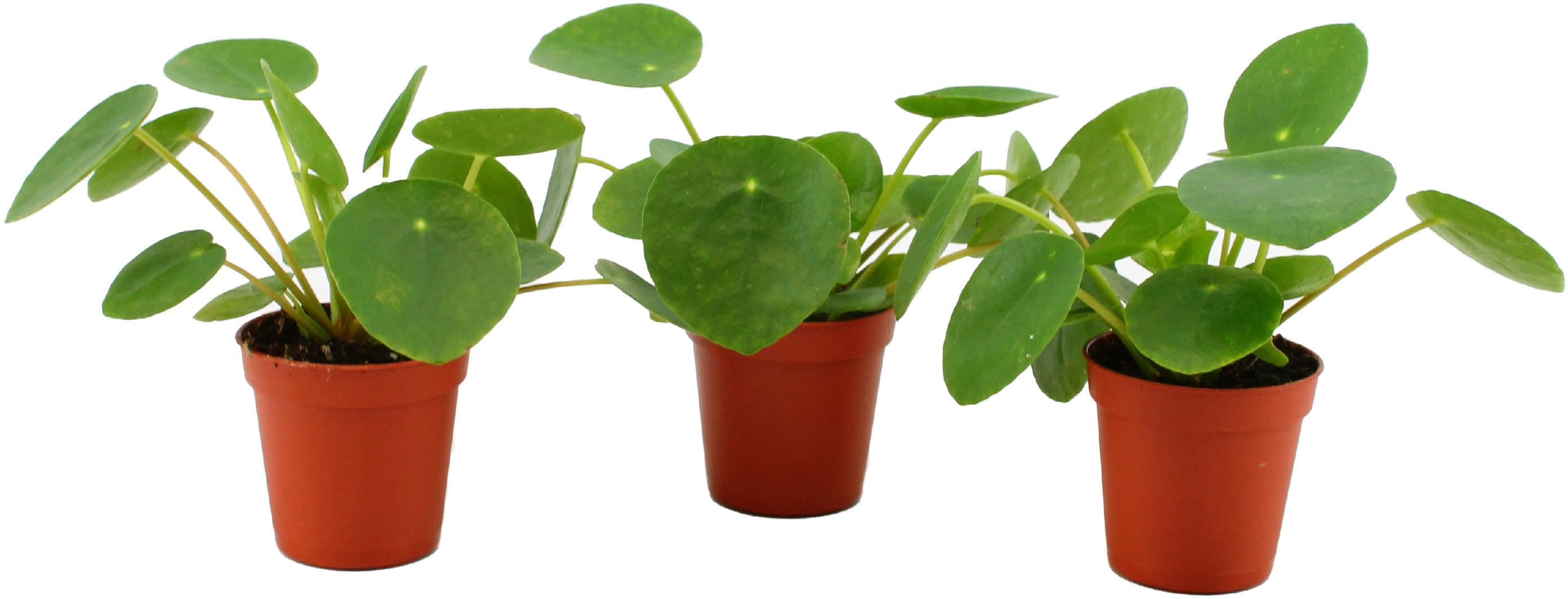 Glückstaler TopfØ ca. 5,5 cm Pilea peperomioides kaufen bei OBI