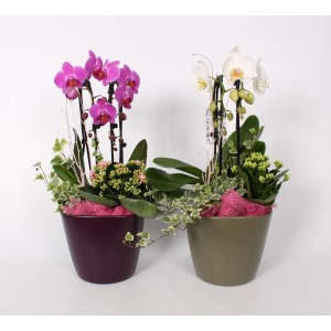 Orchideen-Arrangement im Topf (ca. 20cm) in zwei Farbvarianten: Lila und Weiß, mit Efeu und Kalanchoe.