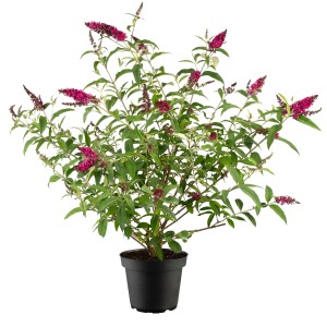 Sommerflieder Rot im Topf, ca. 10-20 cm hoch. Schmetterlingsflieder mit roten Blüten.
