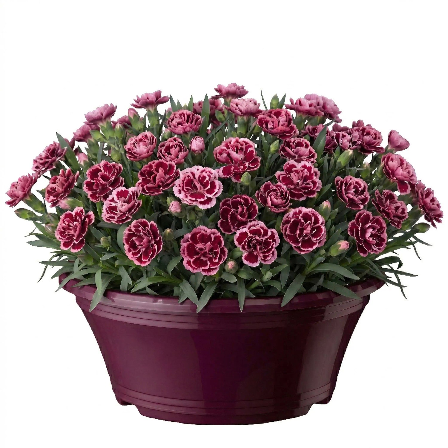 cuxin rasendnger herbst wann dngen DCM Rasendnger Herbst 8-4-15 (+2% MgO, 0,1% Fe)  LazyGarden