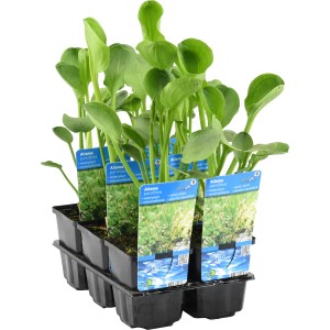 Froschlöffler Rosa im 9 cm Topf, eine robuste Teichpflanze für Ufer-, Feucht- und Sumpfzonen.