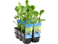 Teichpflanzen online kaufen bei OBI OBI.at