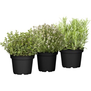 Kräuter Set Italienisch: Oregano, Thymian, Rosmarin im Topf, ca. 13cm Topf-Ø.