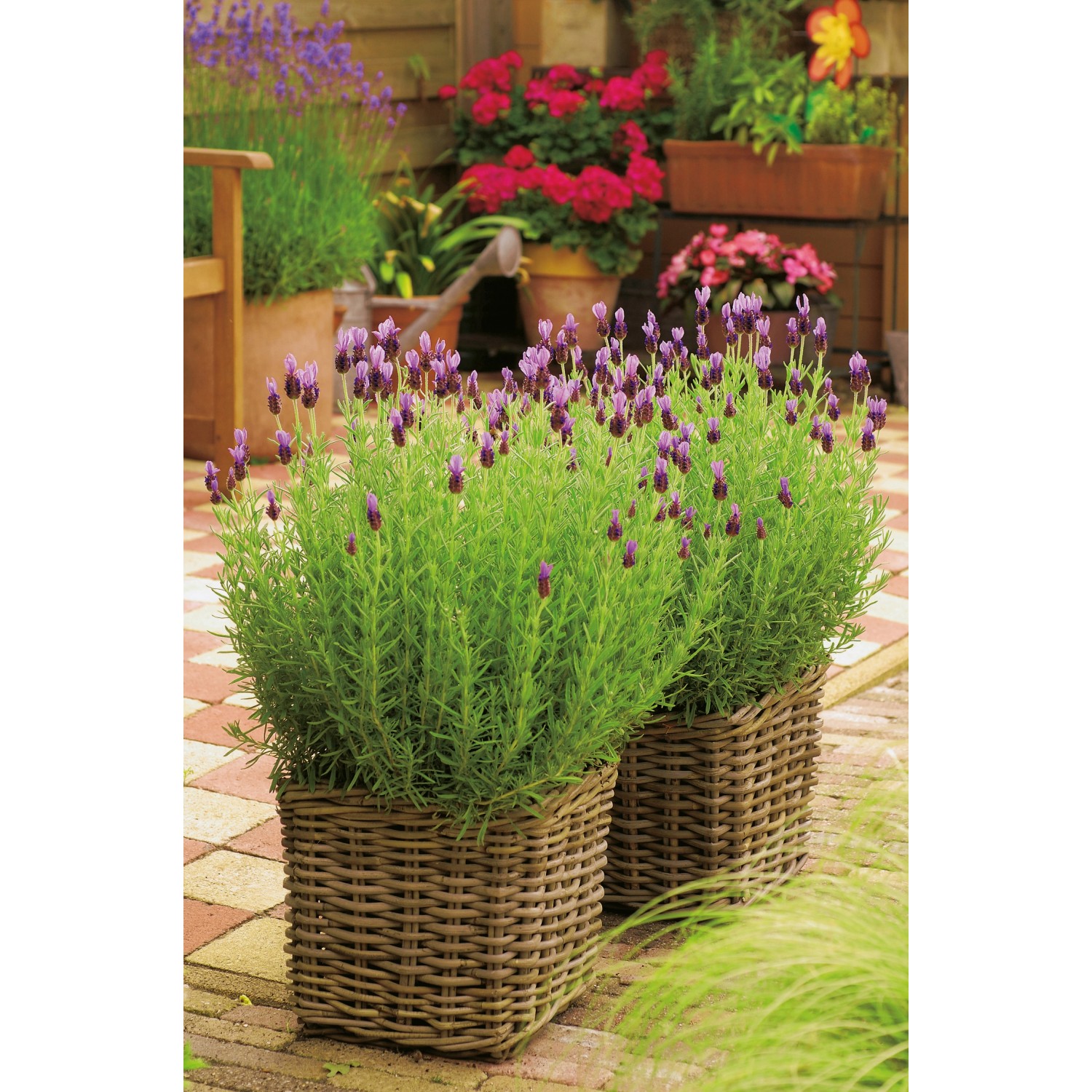 Zwei Schopflavendel 'Anouk Dark Purple' im geflochtenen Topf, ca. 20 cm hoch.