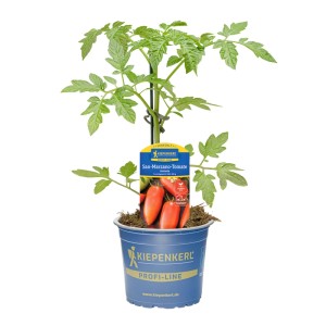 Kiepenkerl Tomate Guilietta im Topf (ca. 12cm Ø), eine ertragreiche Fruchtgemüse-Sorte.