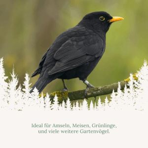 Schwarze Amsel mit orangefarbenem Schnabel auf Ast. Ideal für Orni Riesenmeisenknödel, Ganzjahresfutter für Wildvögel.