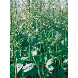 Aronstab Rot (Arum Italicum) im Topf, eine dekorative Teichpflanze für die Uferzone.