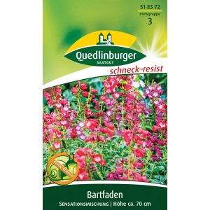 Quedlinburger Bartfaden Sensationsmischung Blumensamen mit farbenprächtigen, fingerhutähnlichen Blüten.