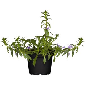 Fächerblume (Scaevola aemula) im Topf, ca. 11 cm Durchmesser, mit blauen Blüten.