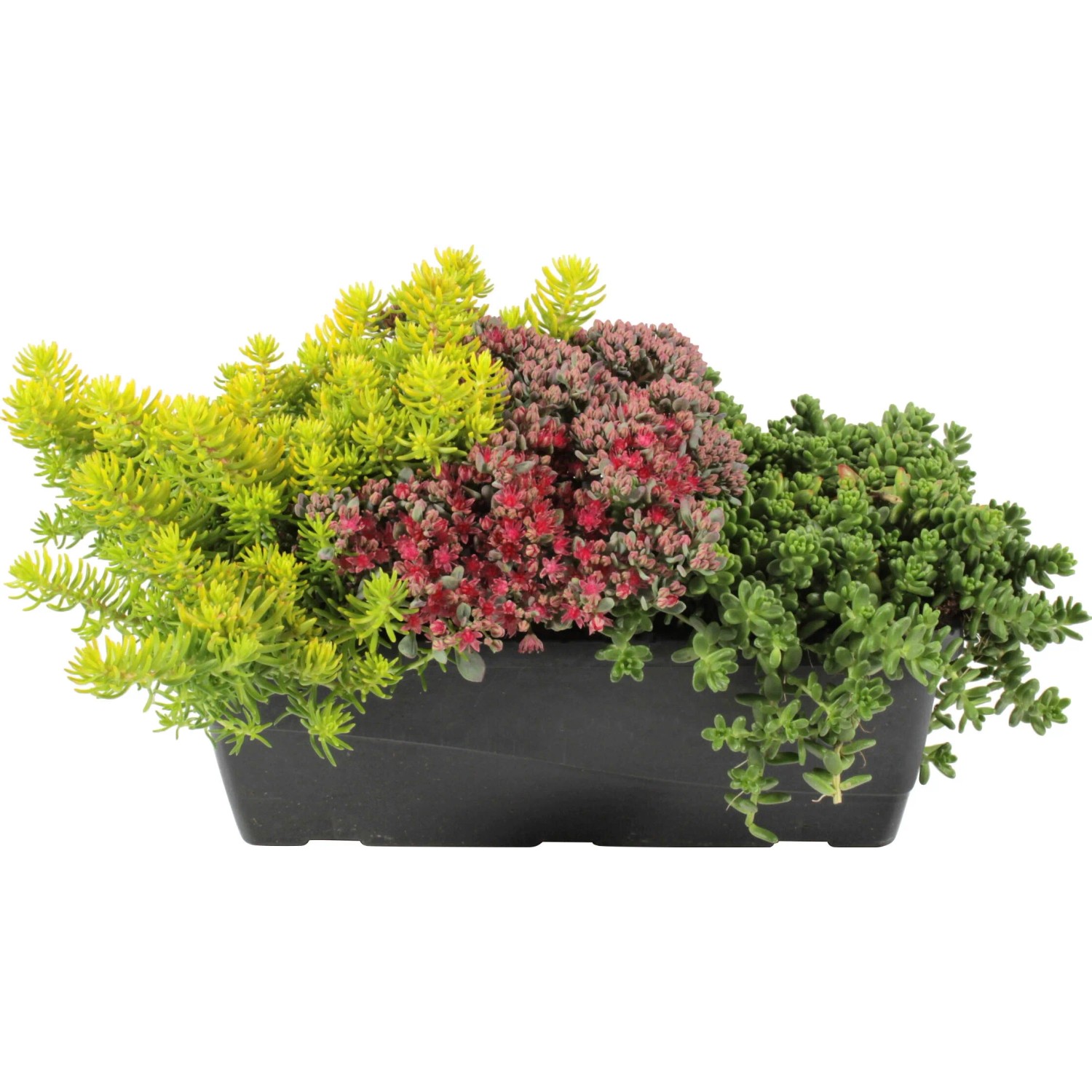 Grow by OBI Balkonkasten Herbst Topf- ca. 27 cm kaufen bei OBI