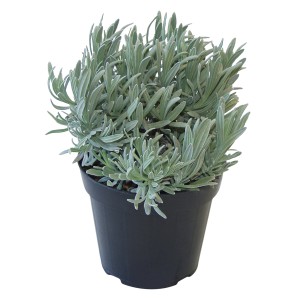 Echter Lavendel Violett im Topf, ca. 14 cm Durchmesser. Aromatische Pflanze für Beet und Kübel.