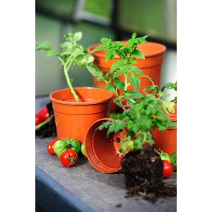 Florus Anzuchttöpfe (Ø 6,5 cm) in Terrakotta mit jungen Pflanzen und Tomaten.