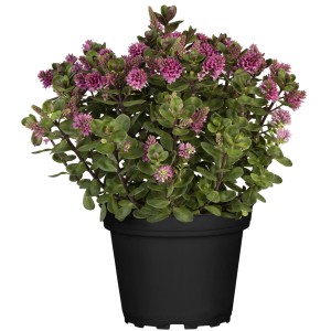 Strauchveronika All Blooms im Topf mit violetten Blüten, Hebe andersonii.