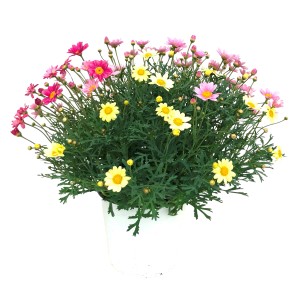 Strauchmargerite Trio im Topf, ca. 45 cm hoch, mit rosa und gelben Blüten.