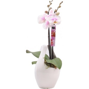 Orchideen-Arrangement im Keramik-Gefäß Topf-Ø ca. 9 cm